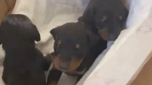 Turquía: rescatan de los escombros a una perra y tres cachorros recién nacidos a un mes de sismo