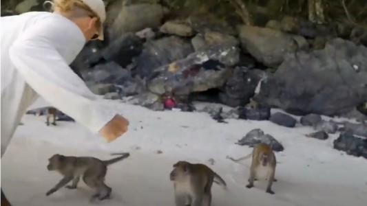 Video: influencer se peleó a trompadas con monos en una playa