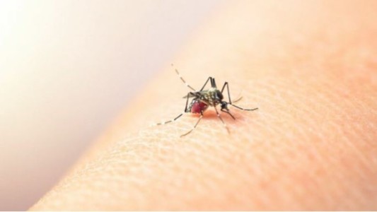 Paraguay enfrenta la epidemia de chikungunya más grande de su historia