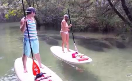 #EsViral Manatíes sorprenden a paddle-boarders en Florida