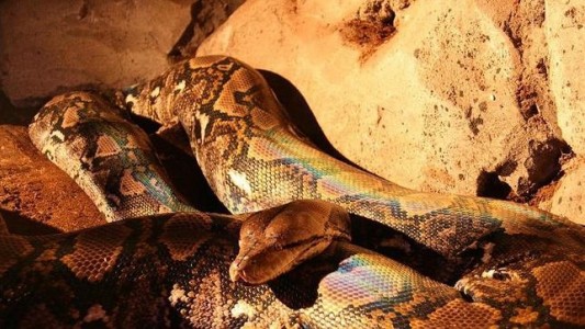 Serpientes pitón asaltan los baños públicos de Australia