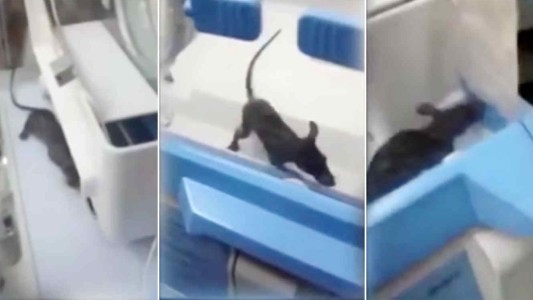 Un rata se metió en una incubadora y mordió a un bebé prematuro