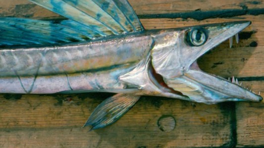 Desconcierto por la aparición de peces caníbales en playas de Estados Unidos