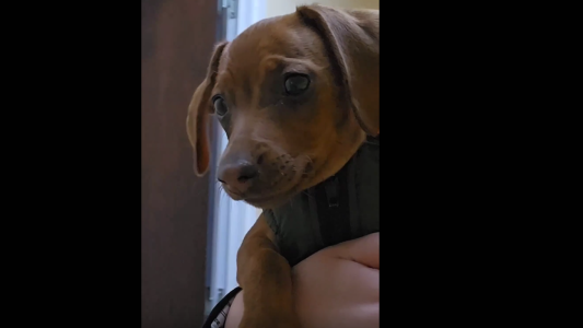 "Mate", la perrita salchicha que acompaña a niños y adolescentes a las audiencias en Salta