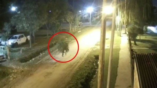 Berisso: detuvieron a un joven acusado de asesinar a un hombre para robarle una planta de marihuana