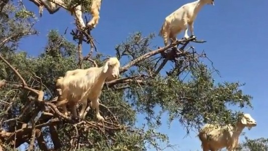Marruecos: el misterio de las cabras que trepan árboles