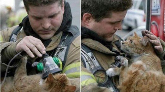 Los cinco rescates más curiosos realizados por bomberos