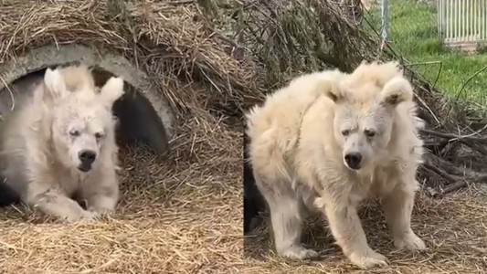 El viral de un oso saliendo de invernar que lleva más de 33 millones de reproducciones