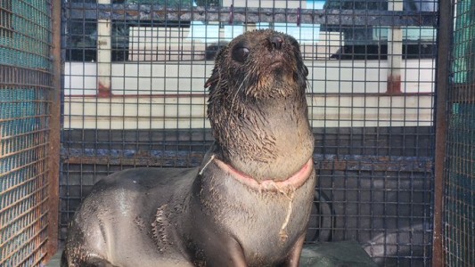 Aguas Verdes: rescataron un lobo marino herido en el cuello a causa de la basura marina