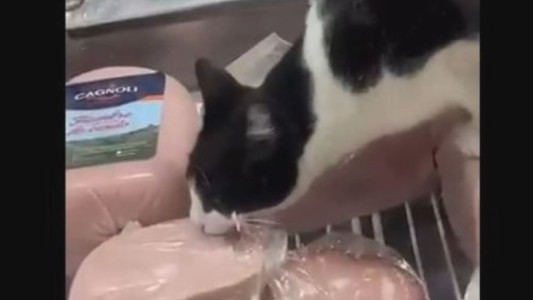 Grabaron a un gato comiendo jamón en la vidriera de una fiambrería y clausuraron el local