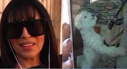 Marixa Balli colaboró en un operativo policial: encontraron animales exóticos y armamento