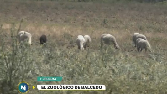 Balcedo tenía un zoológico con animales exóticos en su chacra de Uruguay