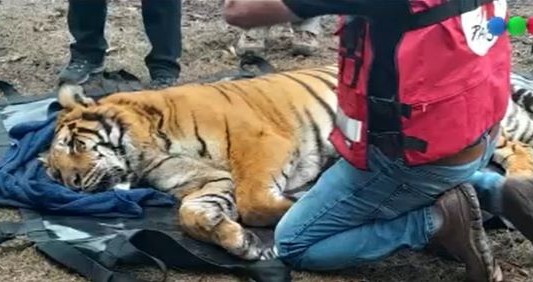 Video: Rescataron a dos tigres de bengala en un campo de Balcarce