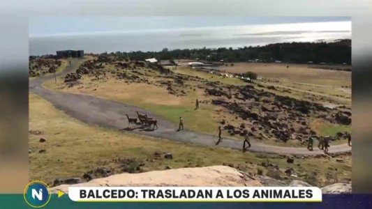 Balcedo: trasladan a los animales