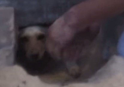Rescatan a un perro que había sido enterrado vivo