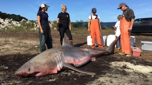 Hallan muerto a tiburón blanco varado en la costa de Massachusetts