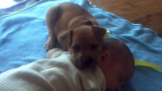 #EsViral: los cinco videos más tiernos de perros y bebés