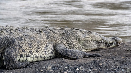 Primer caso de un cocodrilo hembra que se embarazó sin necesidad de un macho