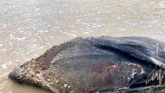 Seis lobos marinos fueron apuñalados en el mar y encallaron en la playa