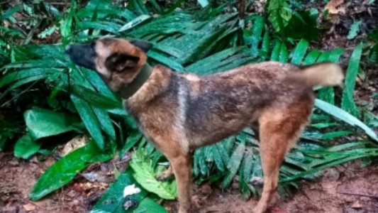Hembras en celo y 70 efectivos: el operativo de búsqueda de Wilson, el perro rescatista perdido en la selva