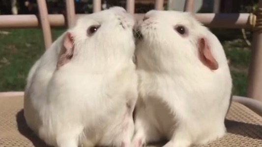 #LaDamayelVagabundo: furor por el video de dos conejillos de indias que recrean la icónica escena