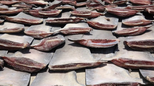 Brasil: confiscaron más de 28 toneladas de aletas de tiburón que iban al continente asiático