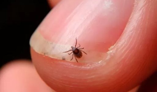 Japón registra la primera muerte de un ser humano a causa del virus de la garrapata