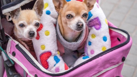 Veterinarios advirtieron sobre el riesgo de "humanizar" a mascotas