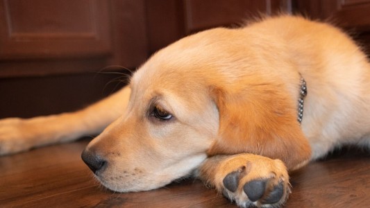 Trasladaron a un cachorro de labrador en la bodega del micro y murió