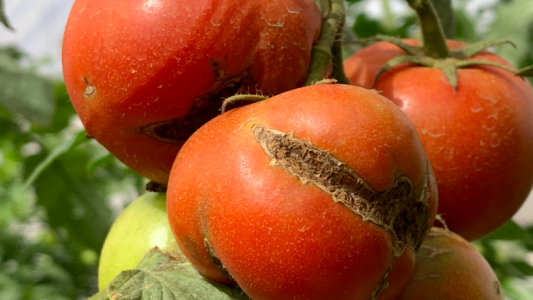 Declaran alerta fitosanitaria por "presunta detección" del Virus Rugoso del Tomate