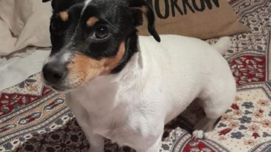 Ofrecen 200 mil pesos por una perrita desaparecida luego de un robo