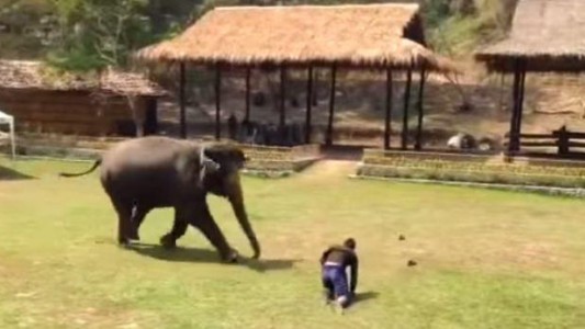 #EsViral Un elefante defiende a su cuidador del ataque de un intruso