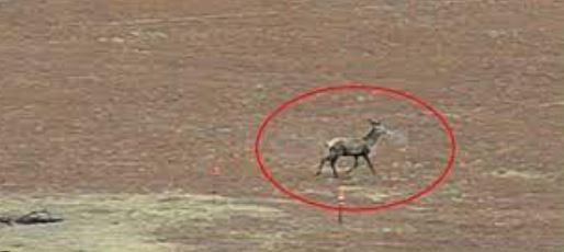 Apareció un ciervo colorado en el aeropuerto de Córdoba