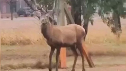 Capturan al ciervo colorado que merodeaba la zona del aeropuerto en Córdoba