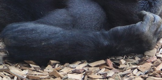 La Policía mató a tiros a dos chimpances que se escaparon de un zoológico
