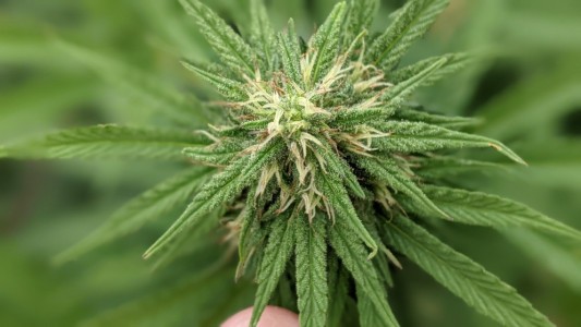 "Aromito": la primera variedad de semilla de cannabis registrada en Santa Fe