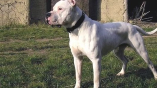 Brutal ataque de una perra dogo a un niño de 6 años mientras jugaba en la plaza