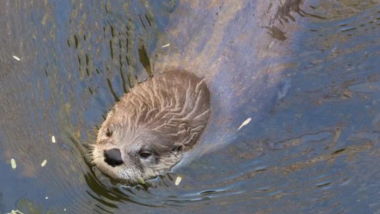 Tres mujeres estaban de vacaciones, fueron a navegar en bote en un río y las atacó una nutria