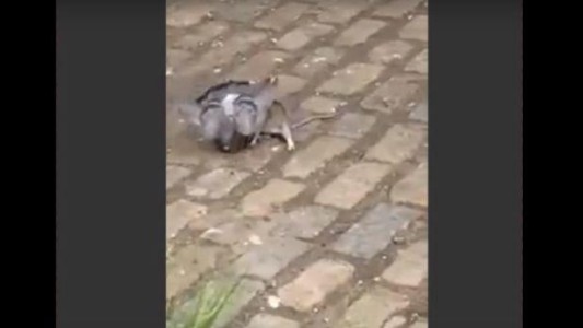 Video viral: pelea a muerte entre una rata y una paloma en las calles de Nueva York