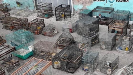 Rescatan más de 90 aves autóctonas que estaban en cautiverio en una vivienda de Tucumán