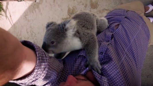 #EsViral  El koala huérfano más querido de la web le da un abrazo a un camarógrafo