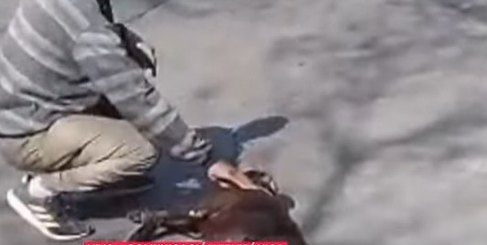 Policía de civil baleó a un pitbull que atacó a cinco personas "No tuve otra opción"