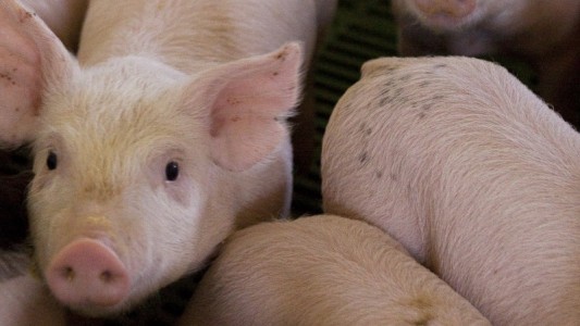 Alerta triquinosis: registran casos sospechosos en la provincia de Buenos Aires