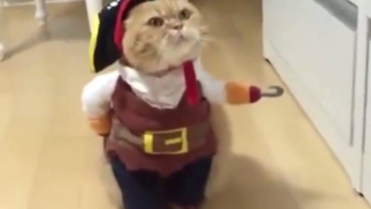 El video del "gato pirata" que está arrasando las redes sociales