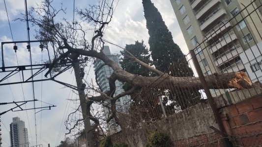 Tren Roca funciona con ramales limitados por un árbol caído en Lomas de Zamora