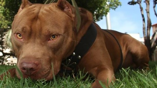 Apuñaló y mató a un pitbull que había mordido a otros perros callejeros