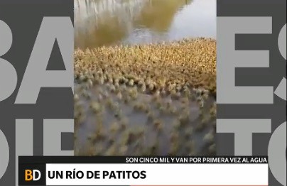 Video tierno: un río de patitos