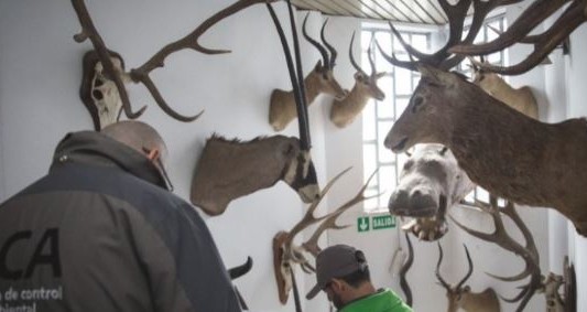 Destruirán miles de cueros y animales embalsamados porque no hay más lugar en el depósito de confiscaciones