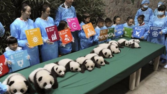 China: nacieron seis parejas de osos panda gemelos
