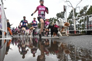"DogRun": más de 2.500 personas junto a sus perros corrieron por el bienestar animal